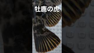 【タケノコメバル】牡鹿の寅さんの巣穴!!!