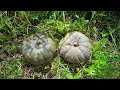 മത്തൻ കൃഷി വിളവെടുപ്പ് pumpkin harvest