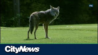 B.C. Conservation Officer Service warns of coyotes near Vancouver park