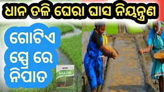 ଧାନ ତଳି ଘେରା ଘାସ ନିୟନ୍ତ୍ରଣ//weed control of pady nursery