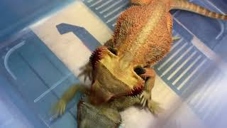 鬆獅蜥不願意：bearded dragon reluctant