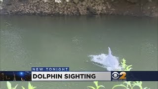 Dolphin Spotted In NJ River