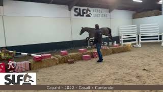 SLF 12-24: Capahl, gelding, 2022 by Casall