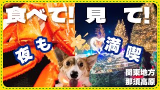 【犬と泊まれる宿】ホテルサンバレー那須の夕食とイルミネーションが凄い！