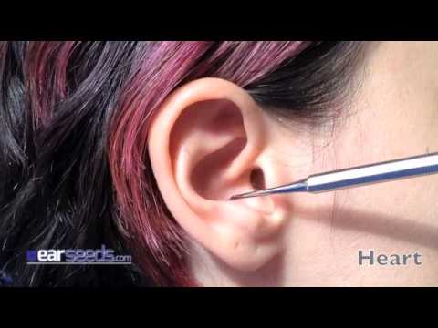 Heart Auriculotherapy Ear Point - YouTube