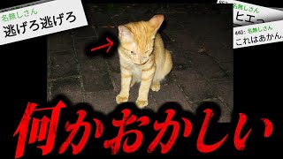 99%以上の人がトラウマになる2chの怖すぎる話「変な猫」