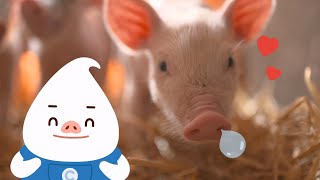 [동물동요] 돼지는 귀여워🐷 | 꿀꿀돼지송🎵 | 어린이 율동동요 | 동물동요 | 인기 유치원 동요 | 꿀꿀 돼지송 |치치핑핑