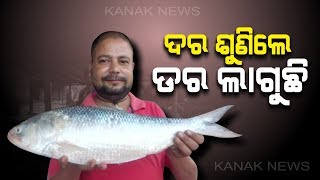 2kg Hilsa Fish Caught In Fisherman's Net In Dhamra, Businessman Purchased At RS 7K