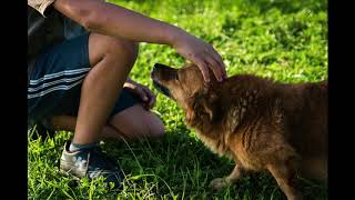 犬が来る!反応する！\