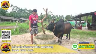 เยี่ยมคอกสนามชนโคบ้านบ่อล้อ คู่ที่ 2 โหนดใจเด็ดเพชรมาใหม่ (ตะวันฉาย)