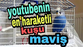 @cicikusmavis5575 youtubenin en haraketli kuşu maviş #cicikuş #babacik #aşkoşum #öpücük