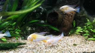 Albino heckelii feeding time.