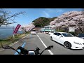 【モトブログ】日本のさくら名所100選　バイクで海津大崎の桜　琵琶湖