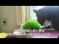 【元野良猫】猫草を食べるようになった猫