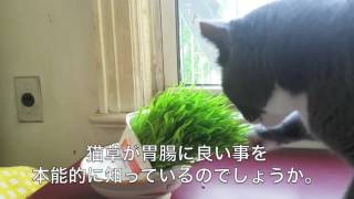 【元野良猫】猫草を食べるようになった猫