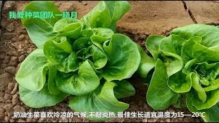 奶油生菜长得你花一样漂亮，好看好吃又好种