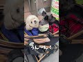 春のお花と犬 【関西弁でしゃべる犬】 407 spring flowers and dog 【dog talking 】 shorts