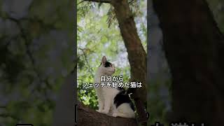 【衝撃】実は猫だってボール遊びが好きだった！「取っておいでー」#shorts #猫 #衝撃