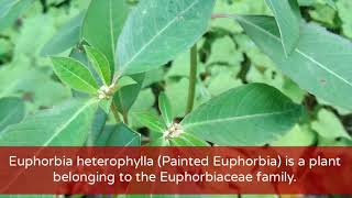 Botanical Description | Euphorbia heterophylla | Weed in Agricultural fields | Paharpani