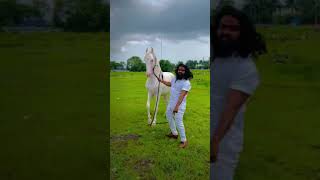 AMEZING HORSE 🔥 WHITE HORSE STETUS 🔥 HORSE LOVER STETUS 🔥