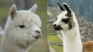 Llama Sounds - Alpaca Noises