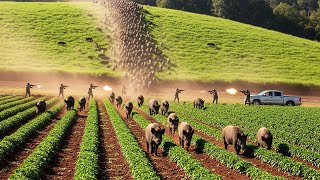 Georgia Under Siege – Farmers and Hunters Battle the Wild Boar Invasion