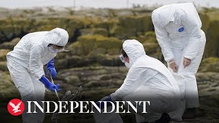 Bird flu outbreak causing devastation on Farne Islands, National Trust warns
