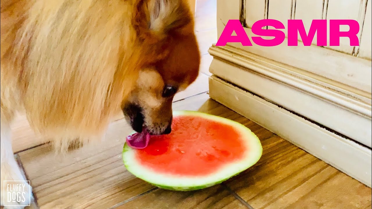 Asmr Dog Eating Watermelon Pomeranian Youtube