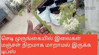 செடி முருங்கை மரத்தில் இலைகள் பழுத்து மஞ்சள் நிறத்தில் உள்ளதா? வீடியோவைபாருங்க!