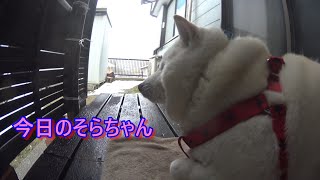 【白柴犬、ゴールデンリトリバーお散歩動画】