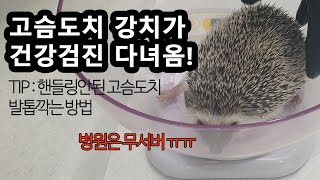 고슴도치 건강검진 다녀왔어요!/ 핸들링 안된 고슴도치 발톱깍기