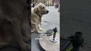 I have to say that golden retrievers are the most honest dogs in the world #golden #cute #dog#shorts