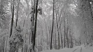 Relaxing Snowfall 2 Hours - Sound of Light Wind Breeze and Falling Snow in Forest
