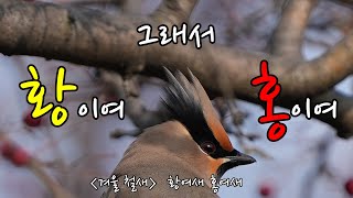 겨울에 볼 수 있는 홍여새( Bombycilla japonica ) 황여새( Bombycilla garrulus ) 입니다