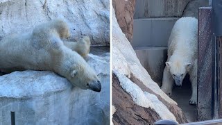 すべるデアちゃんとごろごろイコロくん【2023年1月25日】【上野動物園】ホッキョクグマ