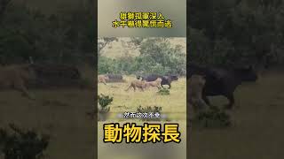 雄獅孤軍深入水牛群中，水牛嚇得驚慌而逃 #動物世界 #獅子