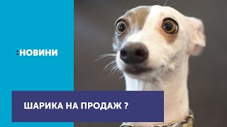 Нардеп порадив пенсіонерці заплатити за комуналку, продавши собаку