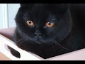 Lovely British Shorthair Cat Raven