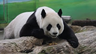 20230906 圓圓玩罐沒拍到 檢查栗子未漏掉(午餐) Giant Panda Yuan Yuan