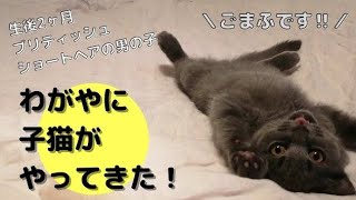 【初心者】子猫との初めての暮らしスタート！【ブリティッシュショートヘア】