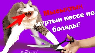 МЫСЫҚТЫҢ мұртын КЕСУГЕ БОЛА МА?