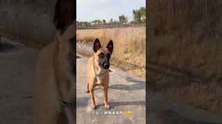 तौमी 🐕 की गर्लफ्रेंड को पकड़ लिया😱😱 #viralvideo