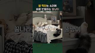 밥 먹자는 소리에 뚱냥이의 반응 (동물들)