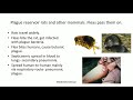 insect vector borne diseases