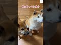 母ちゃん爆笑‼️ 兄そっくりに吠える弟🐶 柴犬 犬　 かわいい犬 おもしろ 犬のいる暮らし