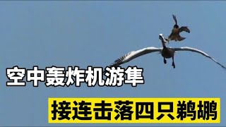 空中战斗轰炸机游隼，接二连三的击落四只鹈鹕，真正的空中猛禽