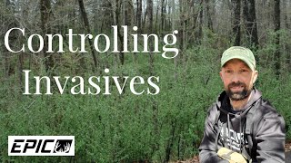 How To Control Invasive Species : Bush Honeysuckle