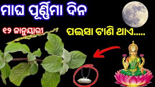 ମାଘ ପୂର୍ଣ୍ଣିମା ଦିନ ଘରକୁ ନେଇ ଆସନ୍ତୁ ଏହି ଗଛର ଚେର/ମାଘ ପୂର୍ଣ୍ଣିମା ୨୦୨୫/magha purnima 2025