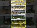 Harga Durian Musangking