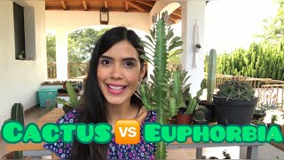 Cactus y Euphorbias 🌵  Cómo diferenciarlos